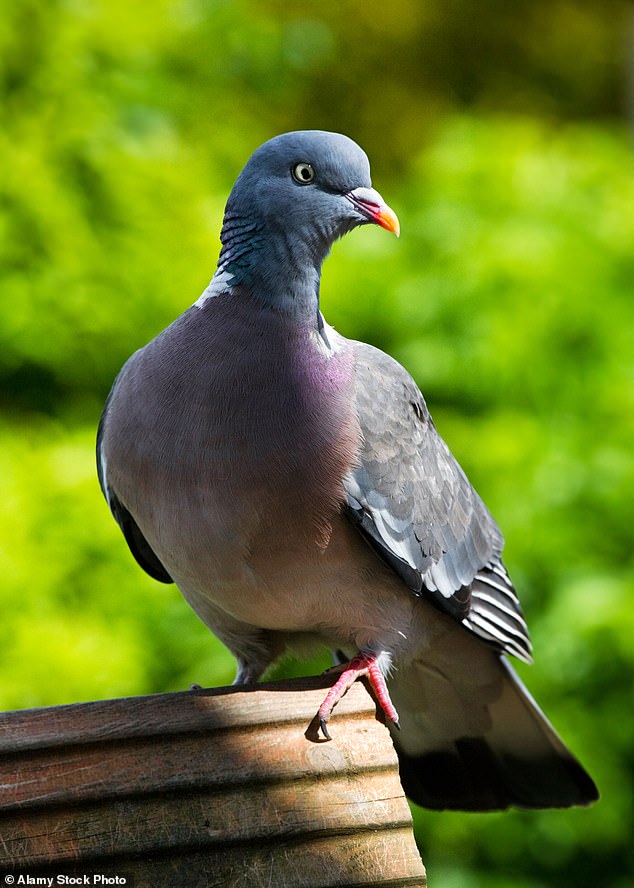 For gardeners, damage caused by pigeons can be particularly frustrating, as these birds are capable of stripping gardens of young plants and fruit (stock image)