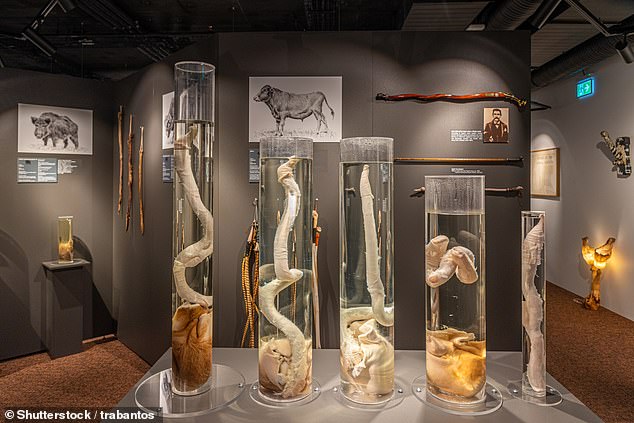 A Reddit user described the Icelandic Phallological Museum (above) as 