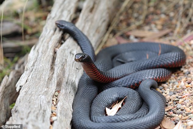 Experts have warned Australians that there has already been a rise in snake sightings, which they say is 