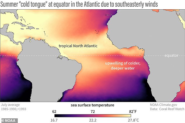 In a normal year (pictured), strong winds over the equator sweep warm water away from the surface and allow cooler water to rise from below (illustrated in purple).