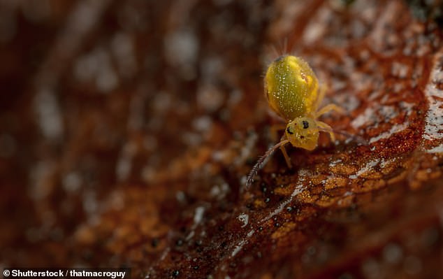 Globular springtails do not use their legs to jump, but instead rely on an appendage called a furca, which folds under their abdomen and has a small forked structure at the tip.