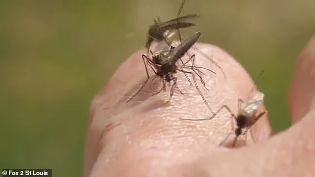 West Nile virus is a flavivirus, a viral family that includes St. Louis encephalitis virus, Japanese encephalitis virus and Powassan virus, according to the health publication.