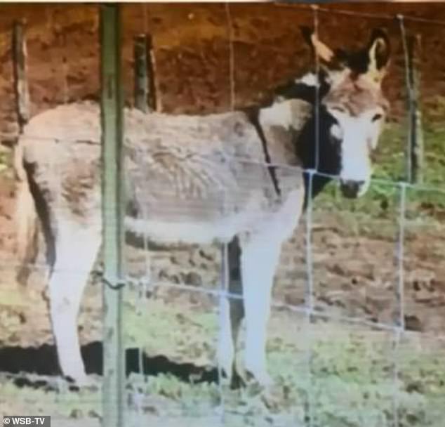 A CASE THAT BACKS THE TREND: The donkey that attacked her. She said it grabbed her arm and dragged her under the barbed wire fence