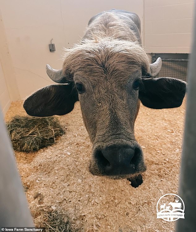 Phill was eventually transferred to Iowa Farm Sanctuary (pictured)