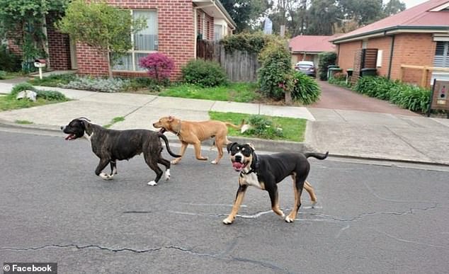 Outraged residents of a Melbourne suburb are questioning why it took two savage attacks in 24 hours for their neighbourhood dogs (pictured) they had repeatedly complained about to finally be caught.