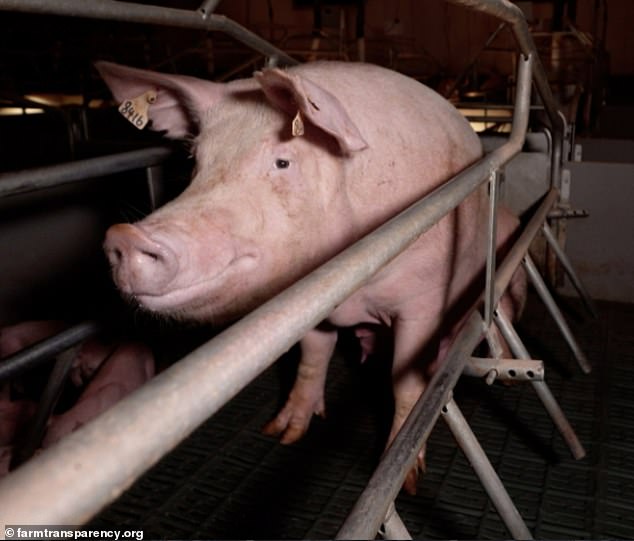 Activists have organized a campaign to free pig number 8416 (above), which they have named Olivia, and have launched a petition demanding that the pig be released from captivity.