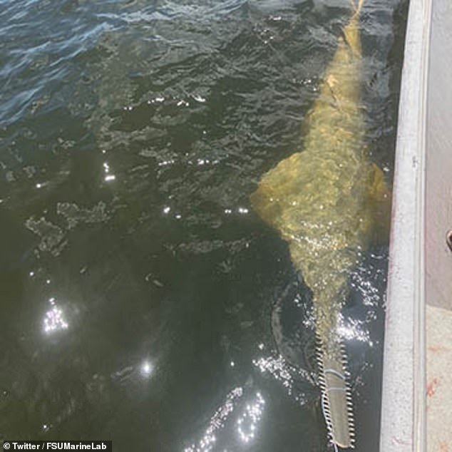 Gelsleichter and the students concluded that the sawfish was a subadult male, meaning it was not fully mature.