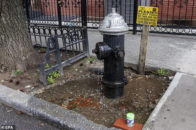 The video shows dozens of colorful fish swimming in shallow water alongside debris in the sidewalk tree hole.