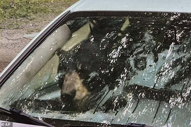 In July, a mother bear and her cub were caught climbing into a hatchback in Connecticut.