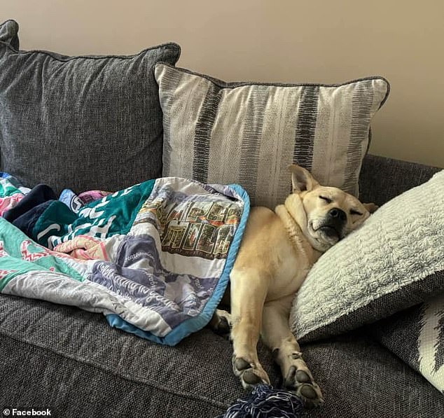 An adorable dog named Brody is abandoned at a shelter