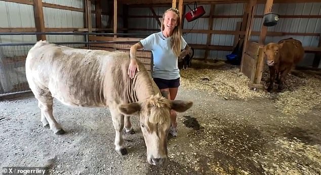 Police shot the animal in an attempt to capture it, and it was found to be in stable condition at Iowa State University's Large Animal Hospital.