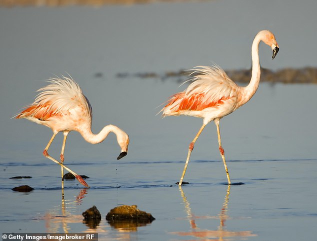 Charlotte points out that there are three species of flamingo in the area: the James's flamingo, the Andean flamingo and the Chilean flamingo. Two birds of the Chilean variety can be seen above.