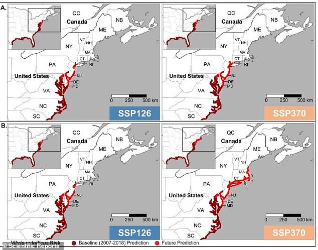 The maps above show projections of the future spread of Vibrio vulnificus, which is driven by rising ocean temperatures.