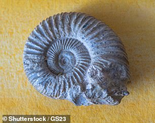 Fossils of prehistoric ammonites (above) can be found on shingle beaches near Lyme Regis