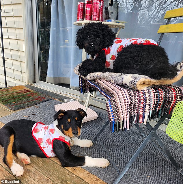 Pictured: Chunky Baby and Mrs Wood's other dog, George