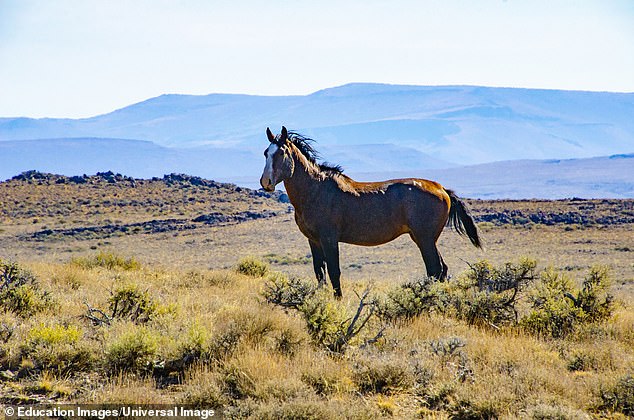 Haley and Austin Wilkey were enjoying a weekend outing with their four children at Lee Meadows in Mount Charleston. But as Nevada was preparing for a family photo shoot, two wild horses approached their group.