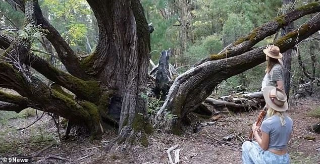 The 12th-century tree was a popular tourist attraction and sacred to the local Noongar people.