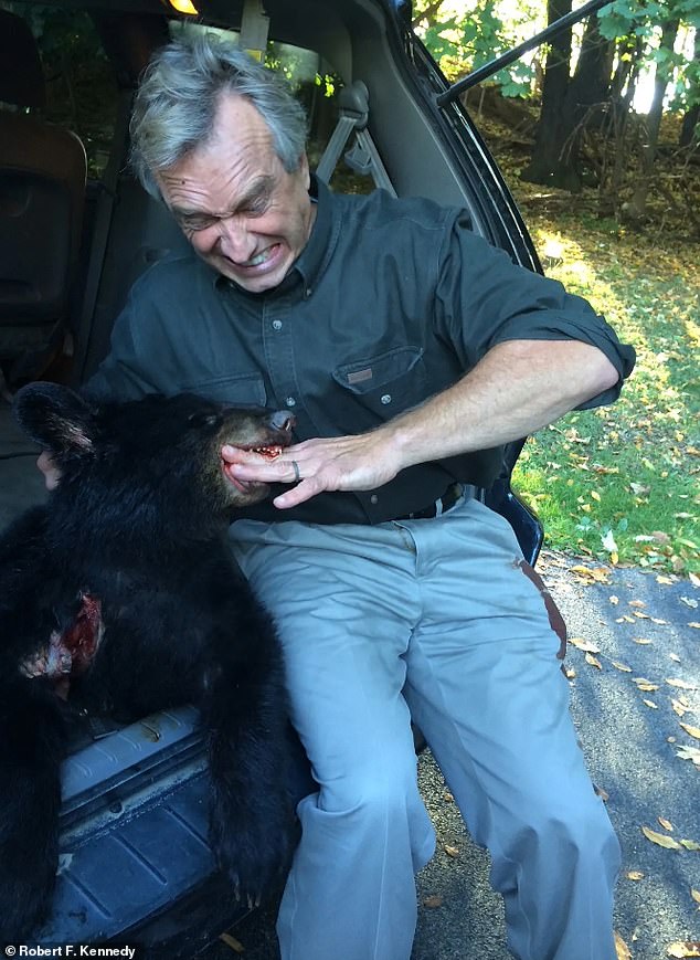 Tinfoil hat madman RFK Jr admitted this week to abandoning a dead bear (above) in New York's Central Park and staging the scene to look like a bicycle accident because he thought it would be 