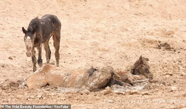 The Bureau of Land Management said the trapped mare and foal had to be euthanized due to dehydration.