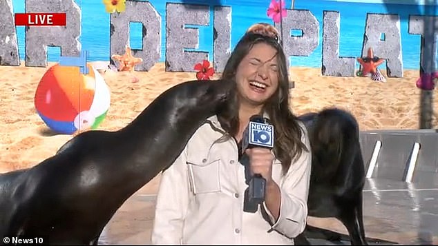 Bruno tried to continue his story with laughter as one of the sea lions leaned in to give him a kiss.