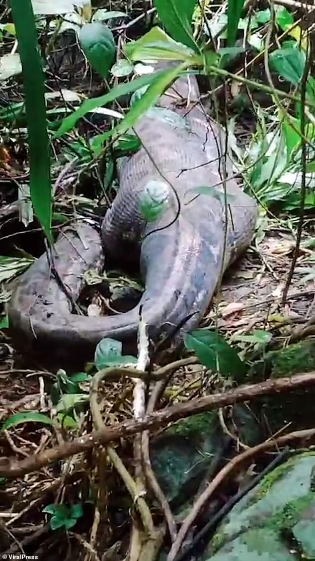 The next day, locals found the gigantic 20-foot-long python lying in the undergrowth, with a large bulge in its stomach.