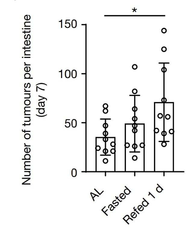 This graph shows that mice that fasted for 24 hours and then ate food were more likely to have tumors in their intestines.