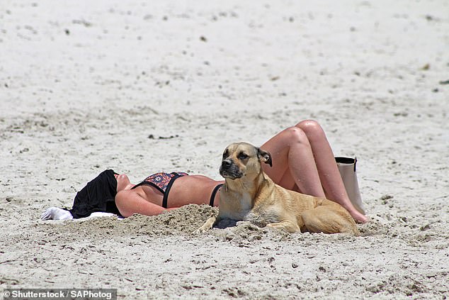 Rebecca said there may be broken glass or sharp objects hidden beneath the surface of the sand and advised keeping an eye on your dog at all times (File image)