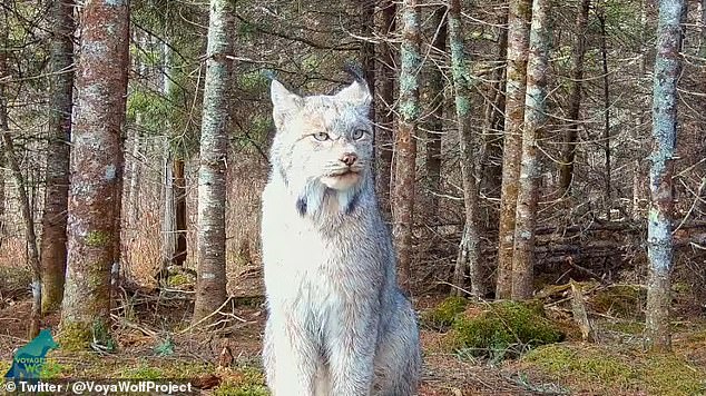 Biologist Tom Gable, director of Voyageurs' Wolf Project, discovered the once-in-a-lifetime images while reviewing thousands of hours of footage.