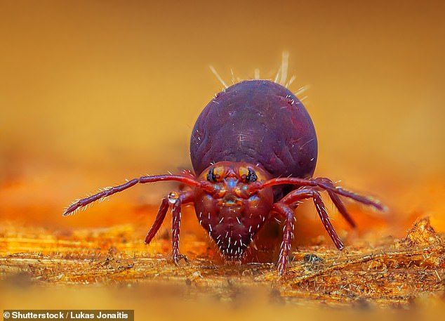 Springtails are tiny insects that are just 6mm long and can be found in gardens across the UK and US. While they cannot fly, bite or sting, they can jump.