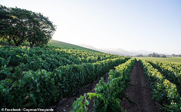 In addition to the countless people who visit the famous vineyards, the industry there has generated approximately 16,000 jobs. (pictured: Caymus Vineyards in Napa Valley)