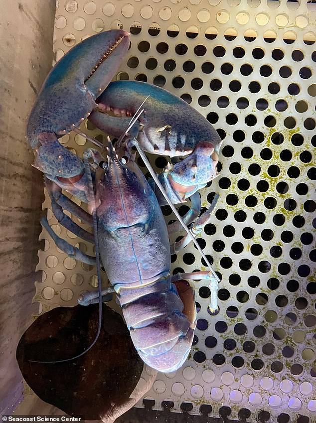 A lobster's diet can influence its coloration, resulting in a rare and unique blue, pink and purple genetic mutation that makes it a target for other predators because it cannot blend in with its surroundings.