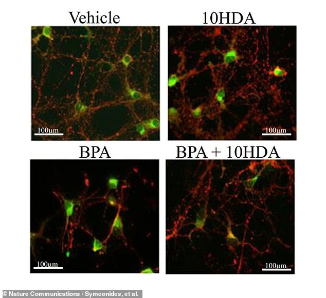 The team experimented with adding a type of fatty acid called 10-hydroxy-2-decenoic acid (10HDA), which they found could help mitigate the negative impact BPA has on the developing brain's aromatase system. Above 10HDA, the impact of BPA on mouse neurons is reduced.