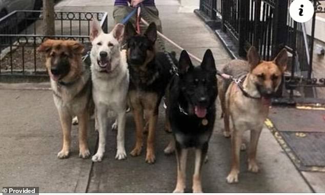 'Syko' - second from left and pictured with his parents and siblings - attacked several smaller puppies outside the quaint French bookstore La Librairie des Enfants on the Upper East Side.