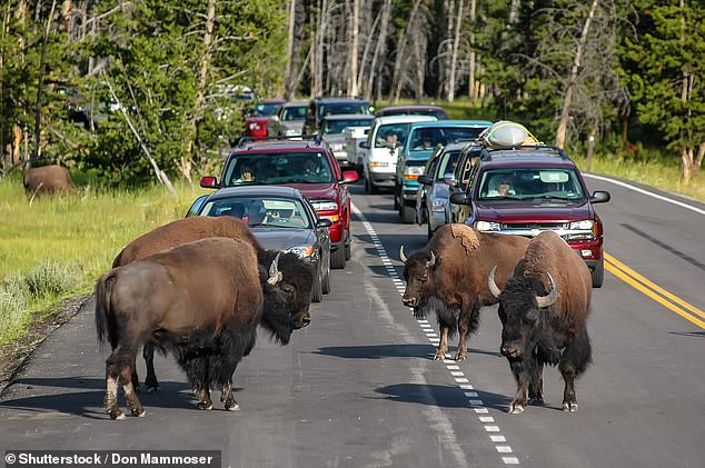 Yellowstone bison have injured more people than any other animal in the park.