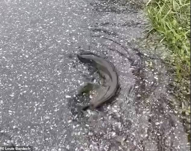 The creature flew away down the Gulfport driveway as Bardach attempted to poke it.