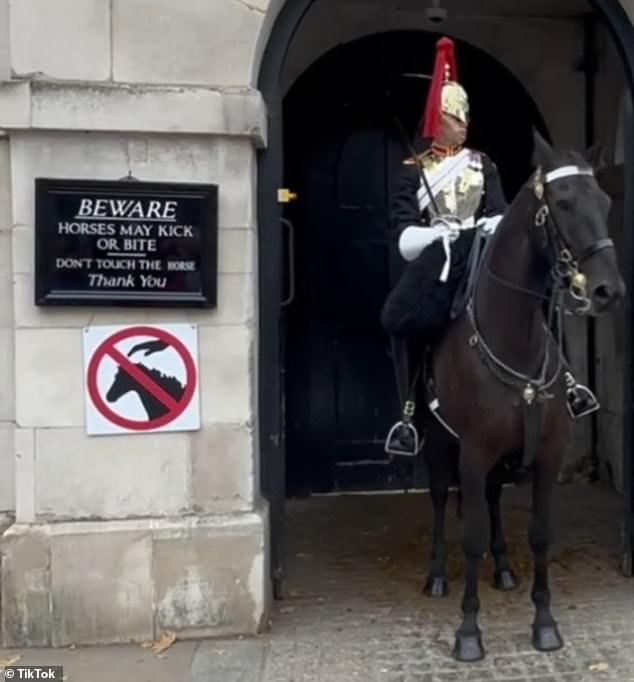 Like many tourists, he got very close to the horse despite the large signs posted next to them warning visitors not to stand near them due to the risk of bites and kicks.