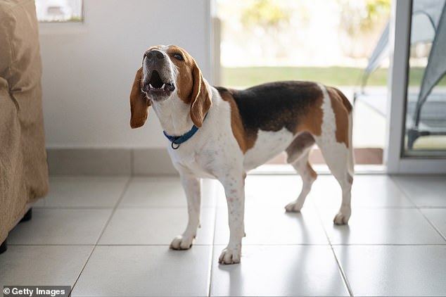 To investigate this phenomenon, researchers from the Max Planck Institute for Animal Behavior and the University of Konstanz monitored the movements of cows, sheep and dogs in an earthquake-prone region of Italy.