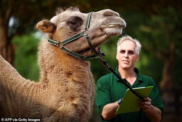 Camel keeper Mick Tiley pays close attention to camel Neomie