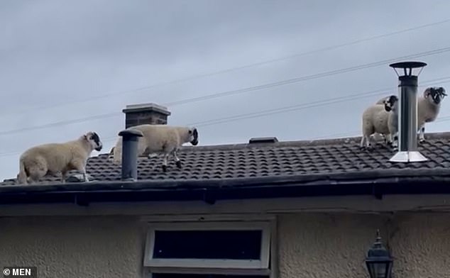 She managed to film the bizarre encounter on her phone, which showed four sheep wandering around her roof.