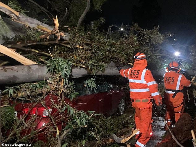 A man has died and a woman has been seriously injured after a falling tree crushed their car (file image) in Gellibrand, Victoria, on Wednesday