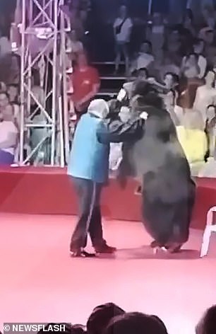 The bear can be seen wearing skates.