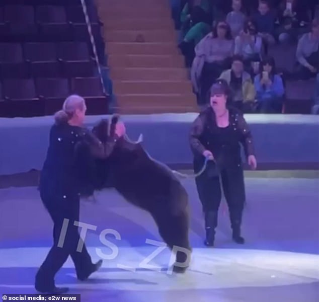 A trainer was attacked by a bear after feeding it a treat during a performance