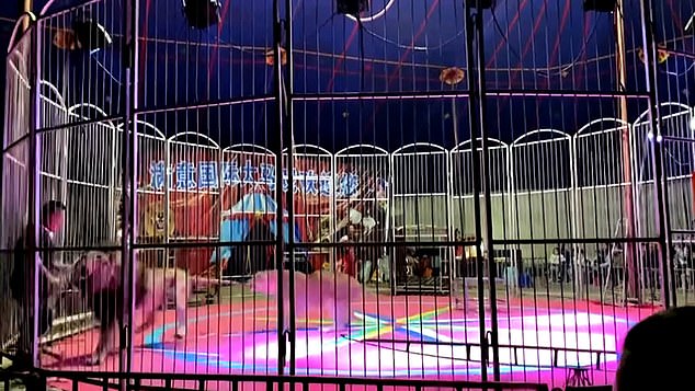 Shocking footage shows a dangerous confrontation between two lions and their tamer in a caged circus arena in the northern Chinese city of Dongning during a performance last week.