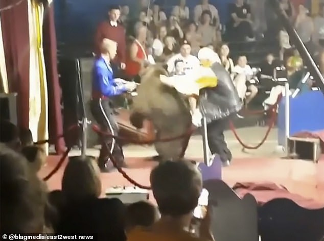 An angry bear attacked a circus director in front of a large crowd.