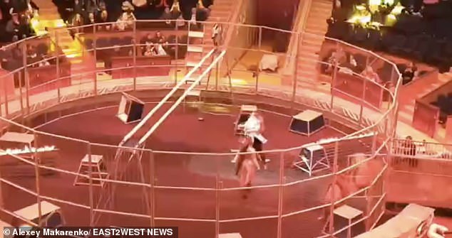 A video shows the horrific moment a lion attacks a well-known circus performer on the circus ring in the Black Sea resort of Sochi.