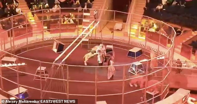 The drama began when two male lions began fighting during an event at the 1,200-seat stadium, before turning on trainer Makarenko.