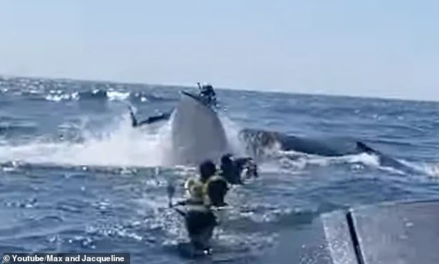 The chaotic images show the instructor on the tail of a humpback whale measuring approximately 15 metres.