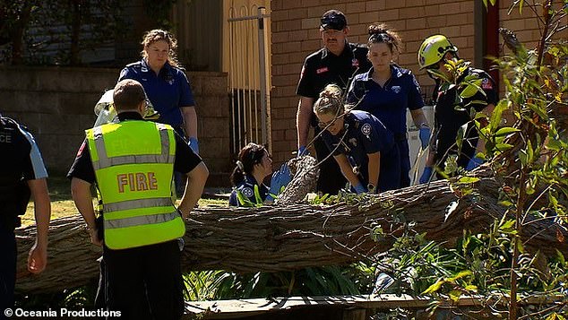 Strong winds of over 100km/h in Sydney have caused widespread destruction