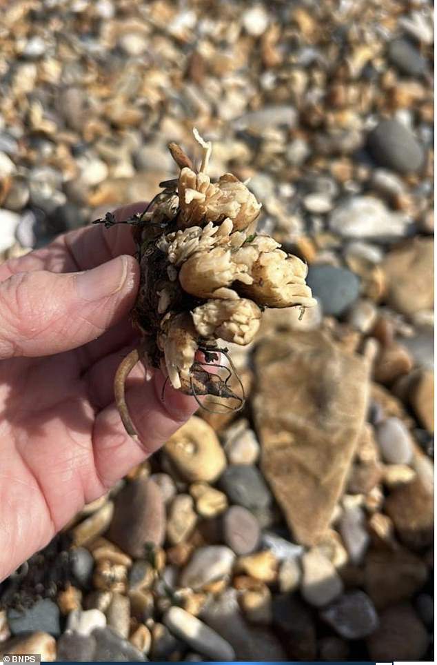 The remains of the water hemlock that Lula ate while walking on the beach at Lyme Regis, Dorset