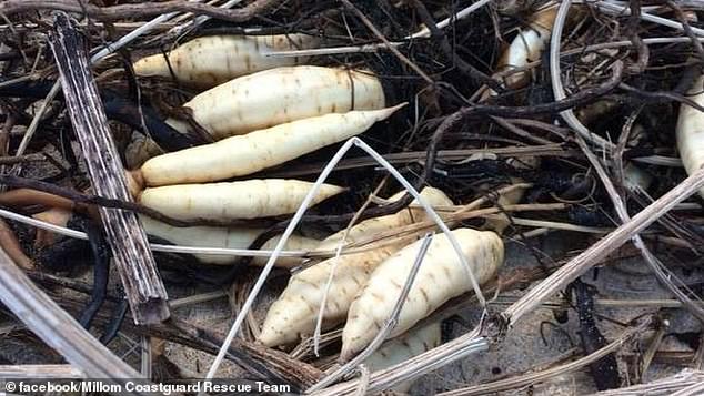 The discovery of a dead man's fingers has prompted Lyme Regis Council to order the plant to be removed from the banks of the River Lim and to send warning letters to local landowners.